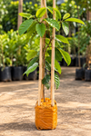 Grafted Rambutan Tree 2.5–3.5FT – Ready to Plant | Securely Packed